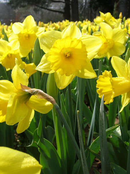 [jonquil+yellow_daffodils.jpg]