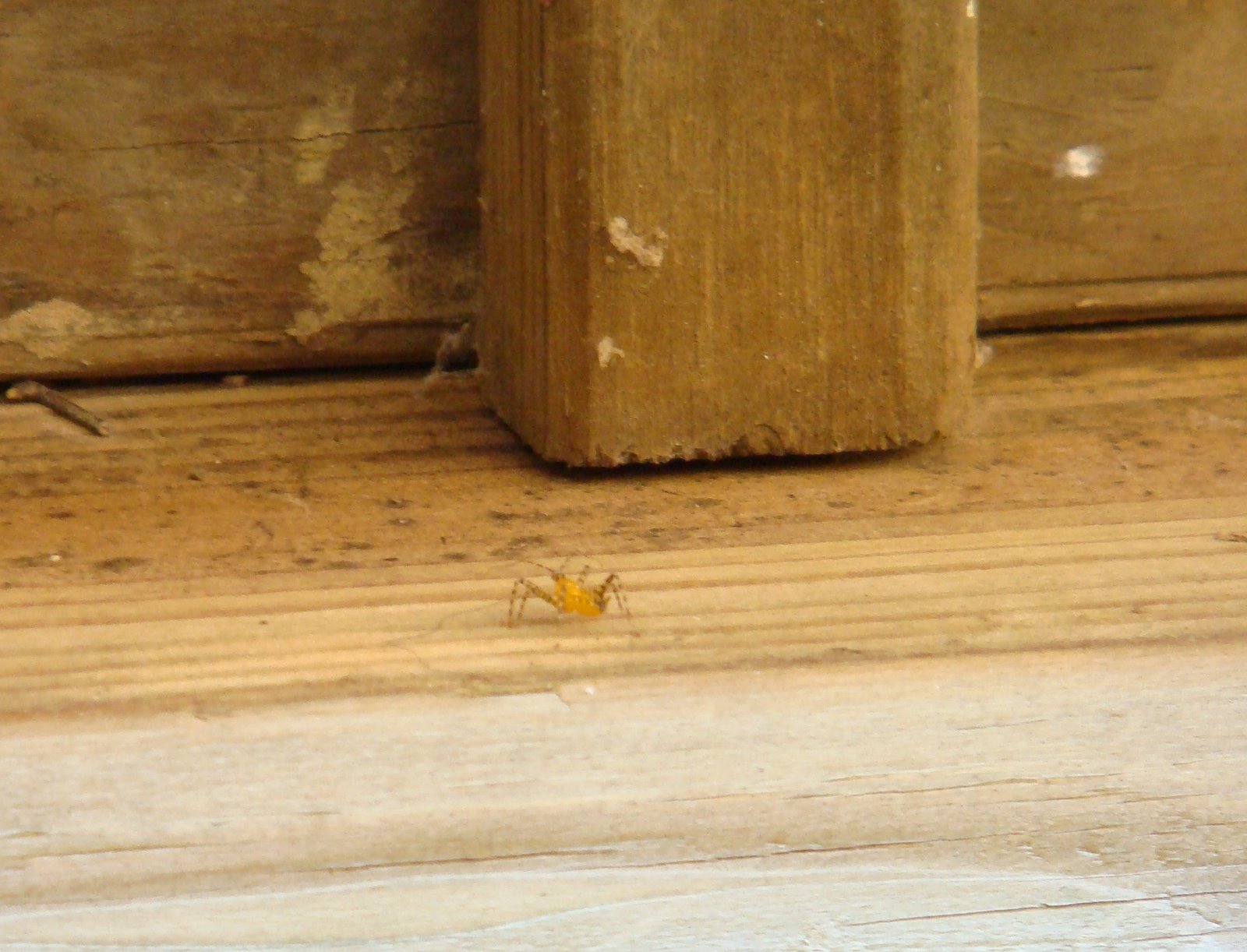 [0723+Yellow+Spider2.JPG]