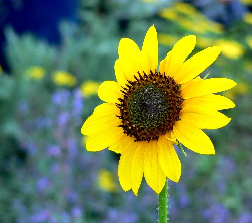 [sunflowercatnip.jpg]