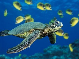 [Green_Sea_Turtle.jpg]