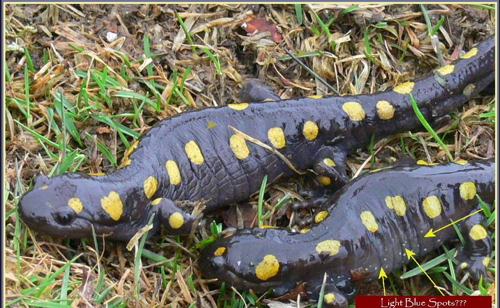 VERMONT GARDENS: Eastern Spotted Salamanders