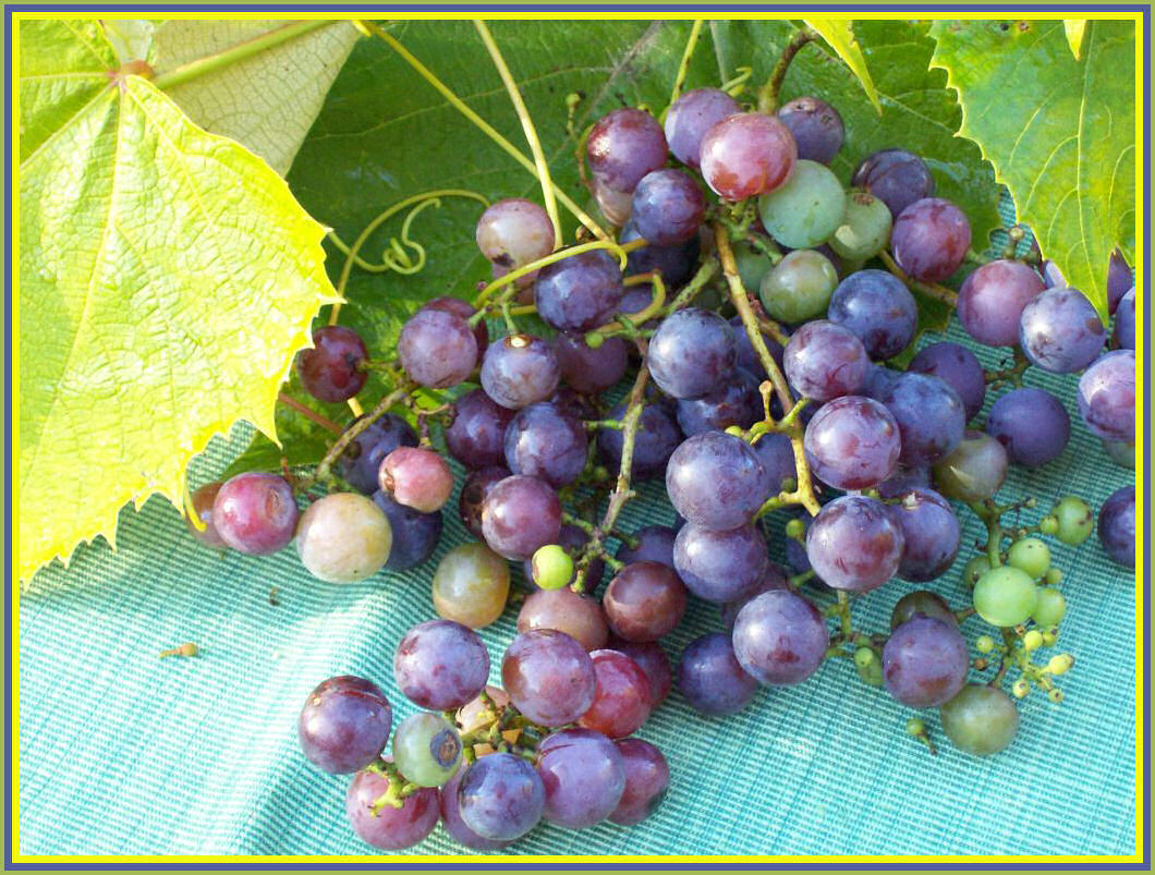 [grapes.JPG]