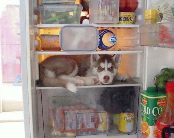 [freezing-the-dog-for-dinner.jpg]