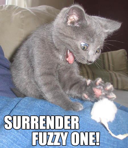 [surrender-fuzzy-one.jpg]