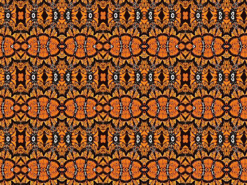 [monarch-butterfly+kaleidoscoop+4+rand+patroon.jpg]