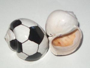[soccer-shell.jpg]
