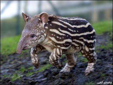 [brazilian_tapir.jpg]