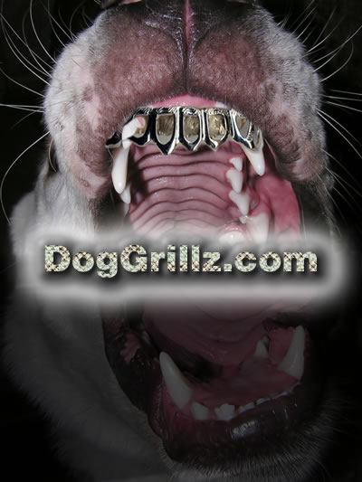 [dog-grills-logo.jpg]