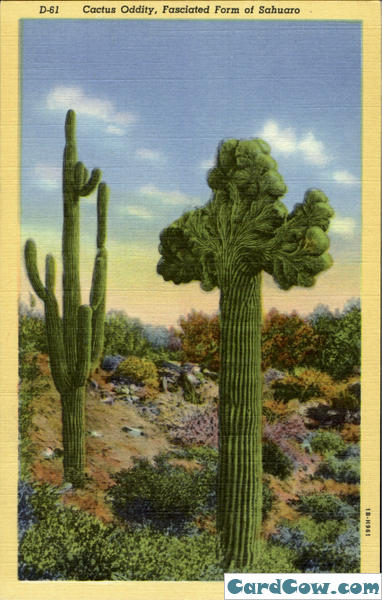 [watermelon-tree-freak-sahuaro-giant-cactus-flowers-and-plants-76474.jpg]