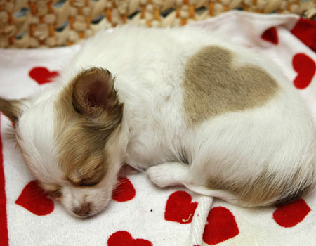 [cute-chihuahua-love-heart-puppy-pjlighthouse-05.jpg]