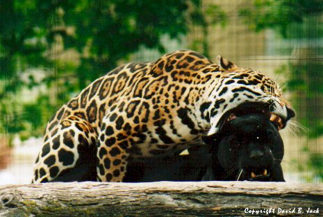 [Jaguars.jpg]