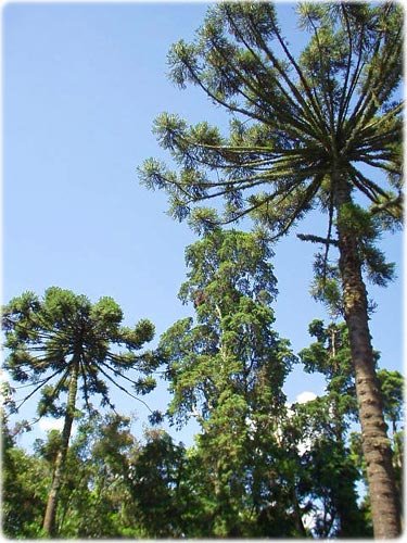 [Floresta+subtropical+(araucaria)2.jpg]