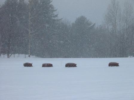 [pigs+in+snow2.jpg]