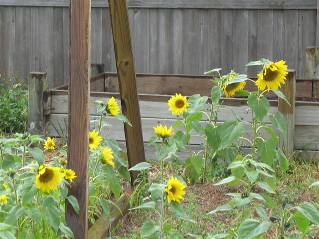 [e-sunflowers.jpg]