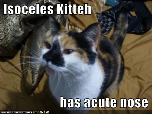 [funny-pictures-isoceles-triangle-nose.jpg]