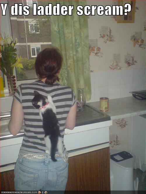 [funny-pictures-cat-climbs-screaming-ladder.jpg]