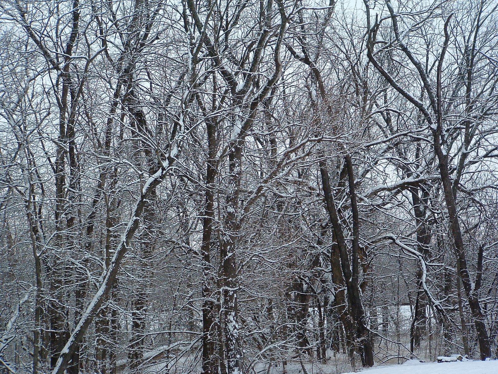 [February+2008+snow+&+sledding+in+backyard+Cal's+first+snow++(3).jpg]