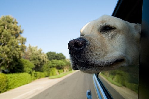 [dog_sticking_head_out_car_window.jpg]