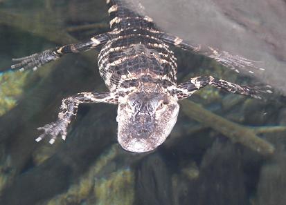 [alligator+sm.jpg]