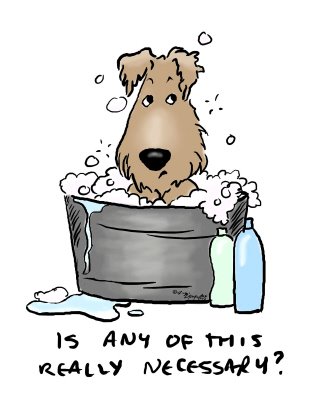 [dog+bath.jpg]