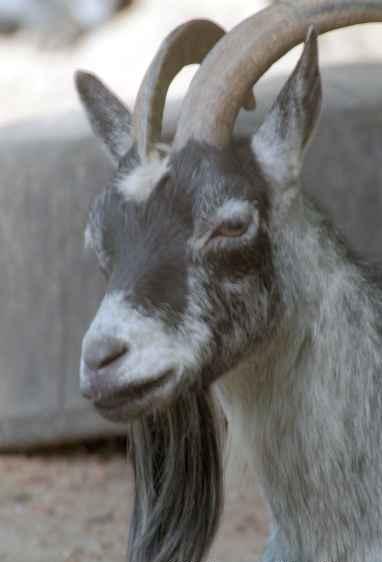 [billy-goat-profile1.jpg]