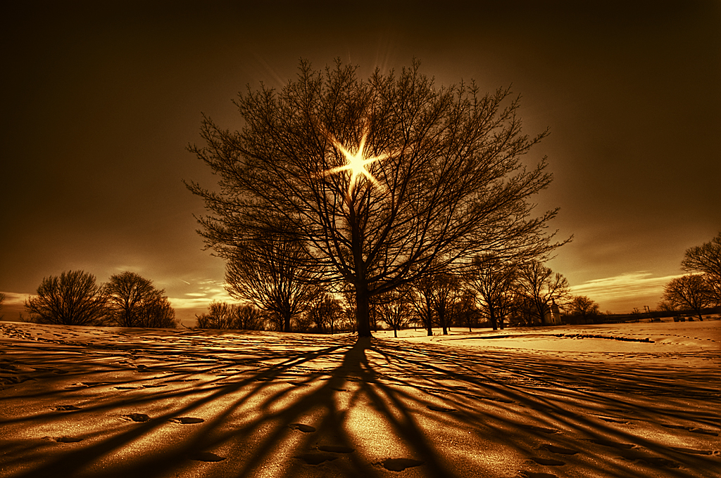 [Tree_Of_Light_by_lowapproach.jpg]