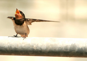 [The_dancing_bird_by_ffmdotcom.jpg]