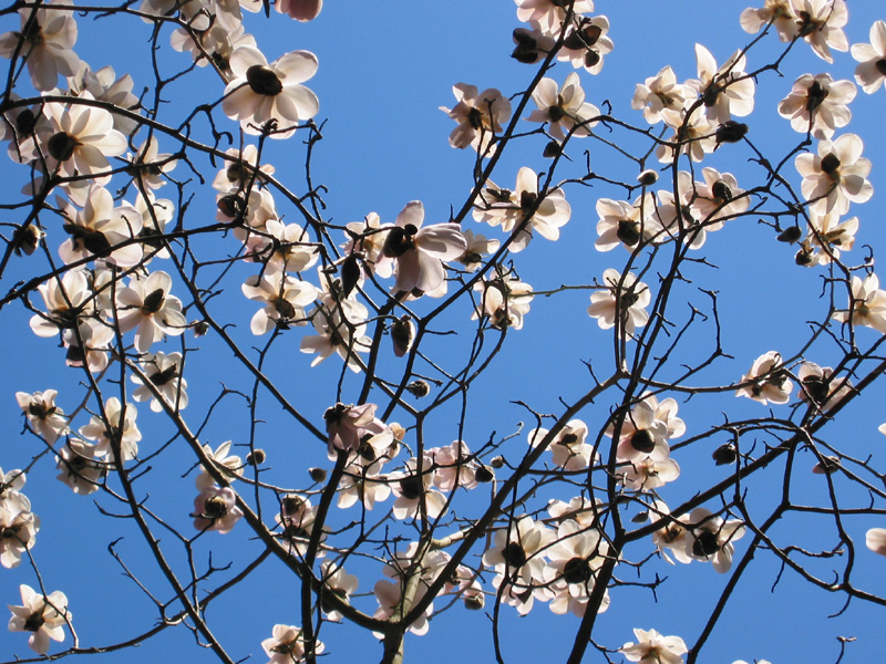 [magnolia_ethel_hillier.jpg]