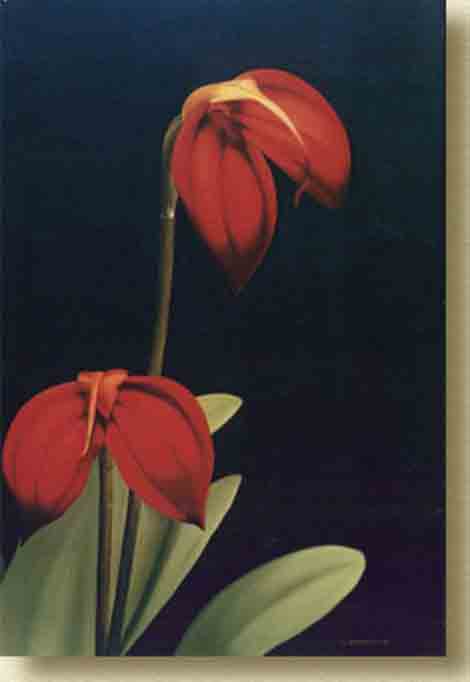 [orquideas vermelhas.jpg]