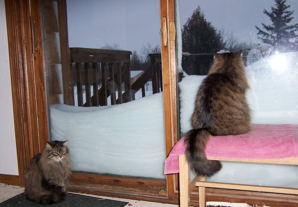 [cats_watch_snow.jpg]