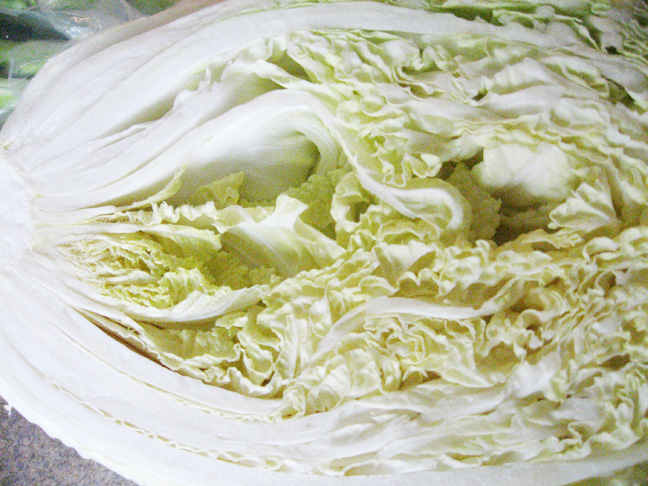 [Cabbage.jpg]