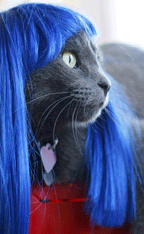 [cat-wig.gif]
