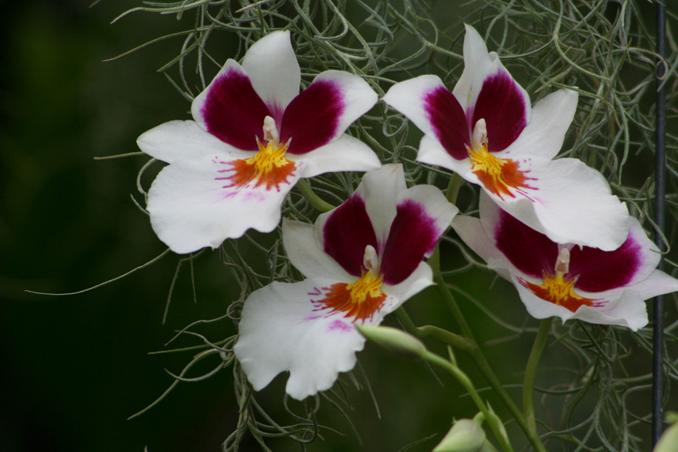 [LI-orchids-004.jpg]