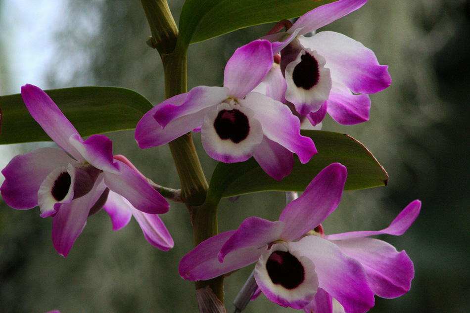 [LI-orchids-008.jpg]