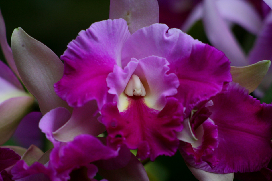 [LI-orchids-024.jpg]
