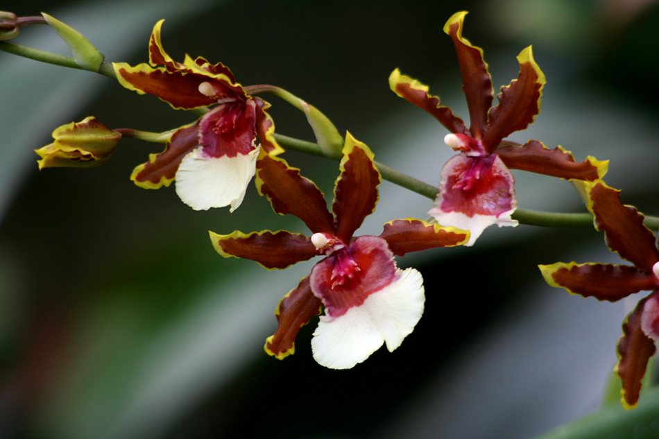 [LI-orchids-36.jpg]