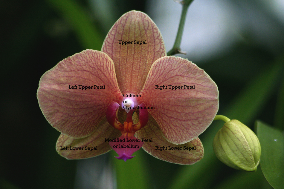 [LI-orchids-50b.jpg]