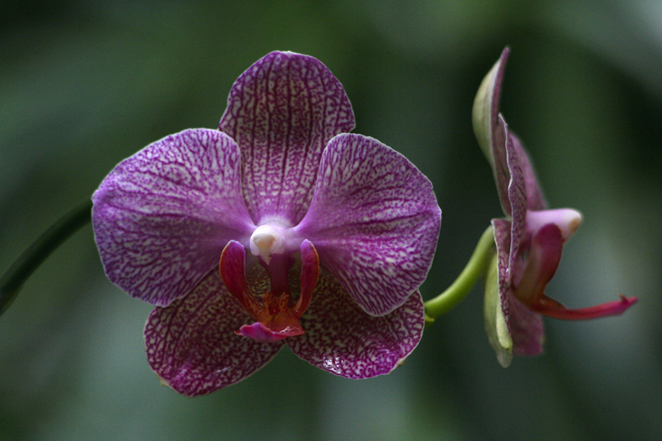 [LI-orchids-40a.jpg]