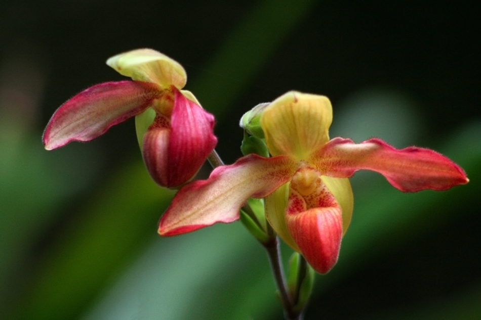 [LI-orchids-093a.jpg]