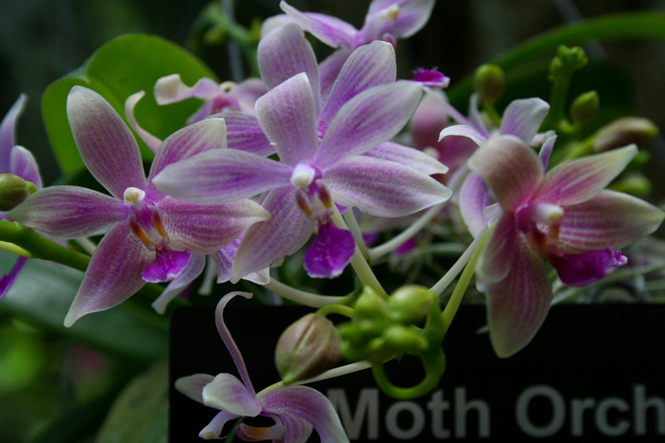 [LI-orchids-108a.jpg]