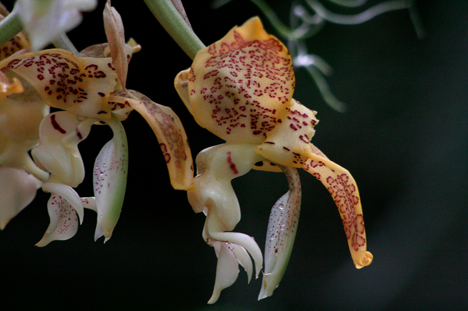 [LI-orchids-0132a.jpg]