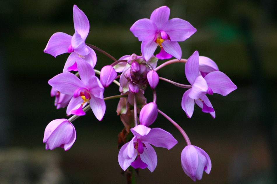 [LI-orchids-109a.jpg]