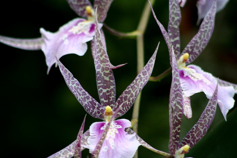 [LI-orchids-0342a.jpg]