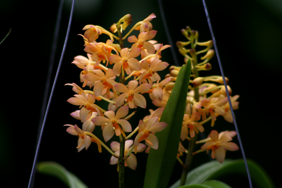 [LI-orchids-0331a.jpg]