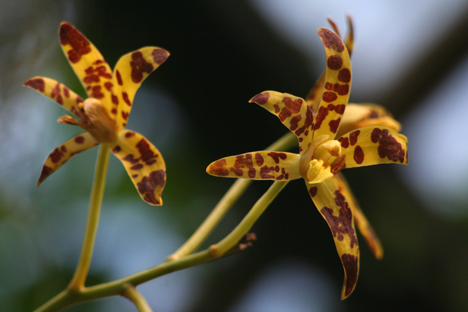 [LI-orchids-0362a.jpg]