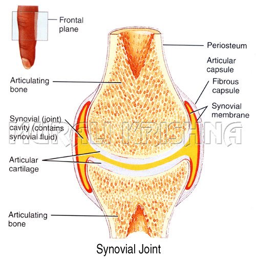[6+Synovial+Joint.jpg]