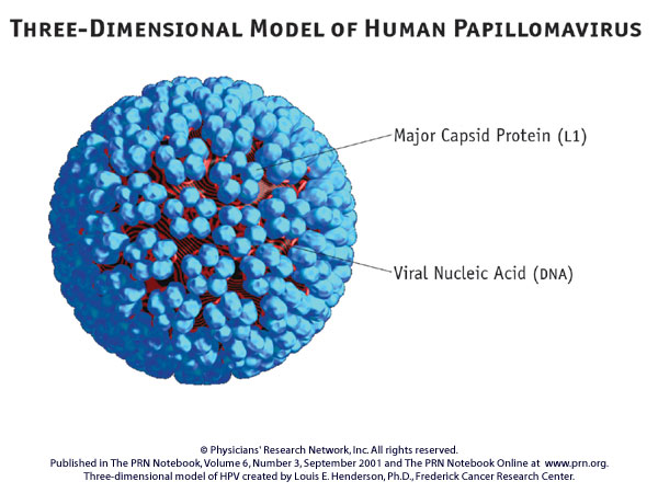 [HPV+model.jpg]