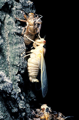 [Cicada+emerging+from+pupa+case~Neil+Bromhall.jpg]
