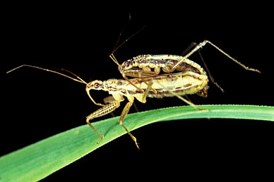 [Pest.~Nebis+Ferus+Predatory+insects+mating.jpg]