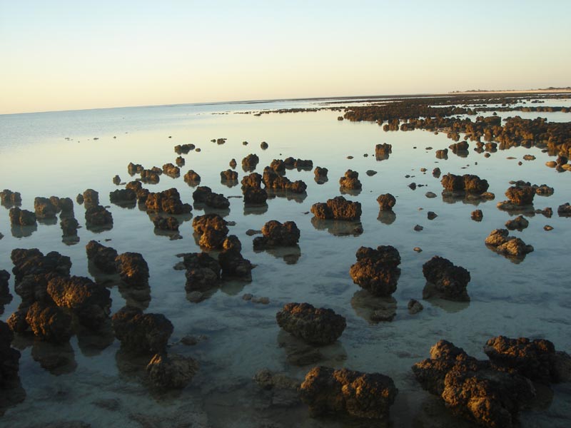[stromatolites-hamelin-pool.jpg]